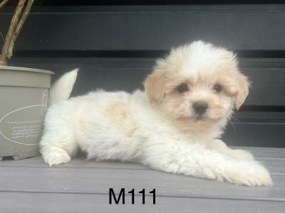 Teddy Bear (Bichon Frise x Shih Tzu) puppies in Cavan 😊