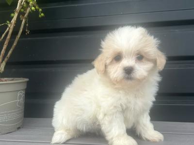 Teddy Bear (Bichon Frise x Shih Tzu) puppies in Cavan 😊