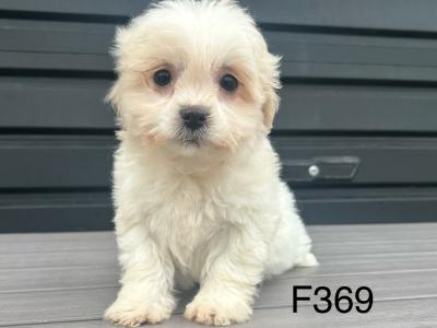Teddy Bear (Bichon Frise x Shih Tzu) puppies in Cavan 😊