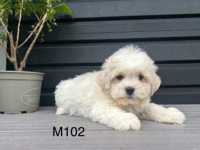 Teddy Bear (Bichon Frise x Shih Tzu) puppies in Cavan 😊