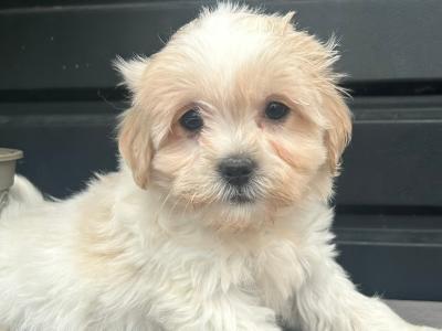 Teddy Bear (Bichon Frise x Shih Tzu) puppies in Cavan 😊