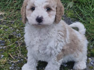 All sold thanks to everyone that gave our little babies new homes