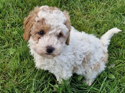 All sold thanks to everyone that gave our little babies new homes