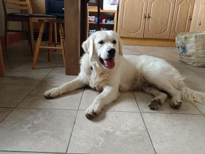 Beautiful Male Golden Retriever