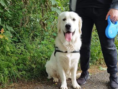 Beautiful Male Golden Retriever