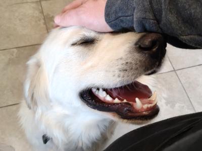 Beautiful Male Golden Retriever
