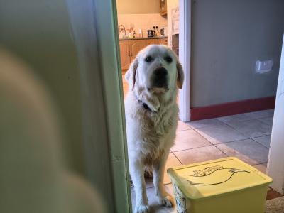Beautiful Male Golden Retriever