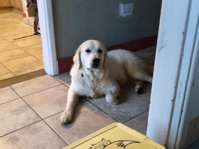 Beautiful Male Golden Retriever
