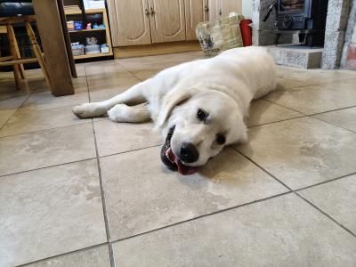 Beautiful Male Golden Retriever