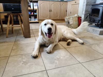 Beautiful Male Golden Retriever