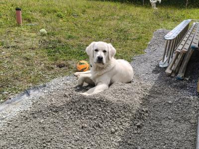 Beautiful Male Golden Retriever