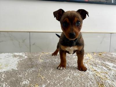 Beautiful Jack Russell Pups
