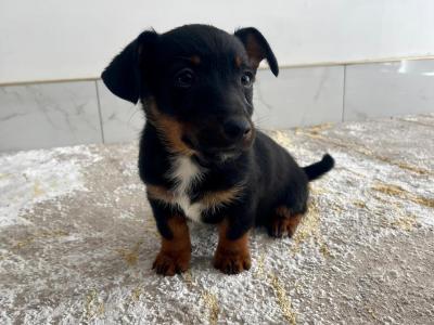 Beautiful Jack Russell Pups