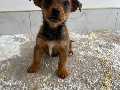 Beautiful Jack Russell Pups