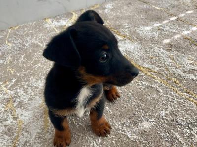 Beautiful Jack Russell Pups