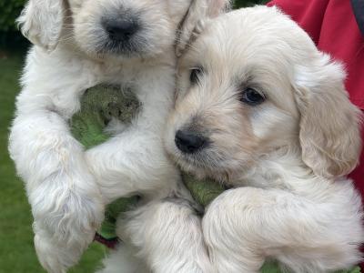 Goldendoodle puppies in Kildare