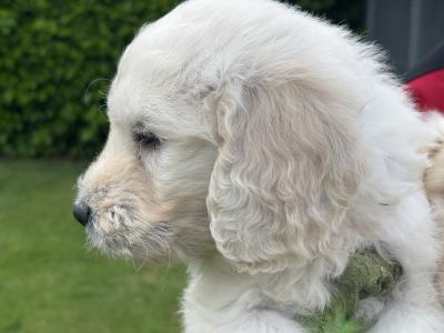 Goldendoodle puppies in Kildare