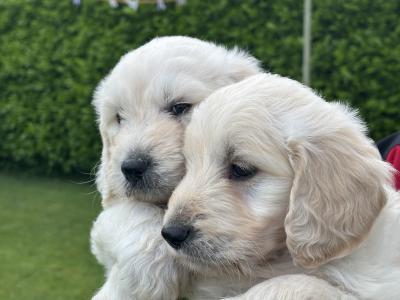 Goldendoodle puppies in Kildare