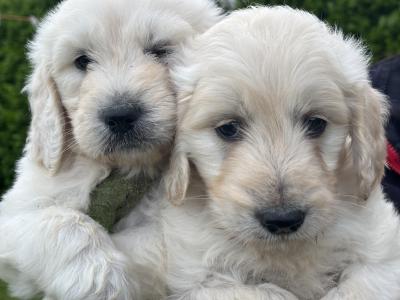 Goldendoodle puppies in Kildare