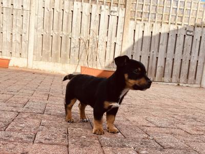 Stunning Irish Black & Tan Miniature Jack Russell for stud in Dublin