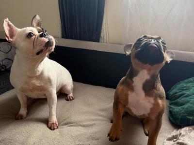 Female Frenchie EABKC