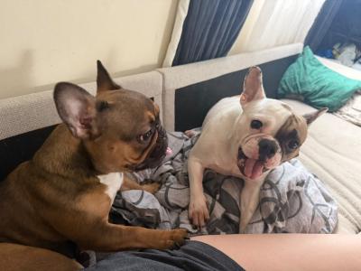 Female Frenchie EABKC