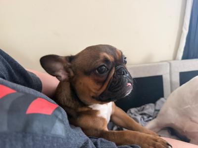 Female Frenchie EABKC