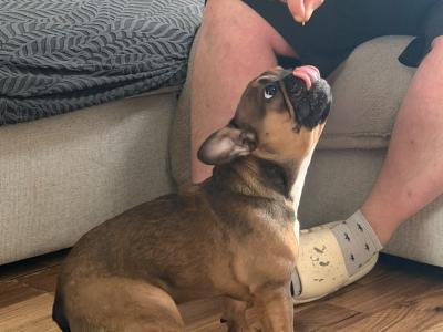 Female Frenchie EABKC