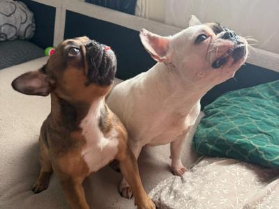 Female Frenchie EABKC