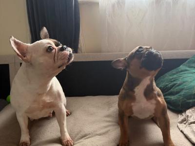 Female Frenchie EABKC