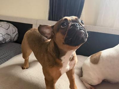 Female Frenchie EABKC
