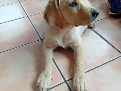 IKC Registered Labrador puppy.