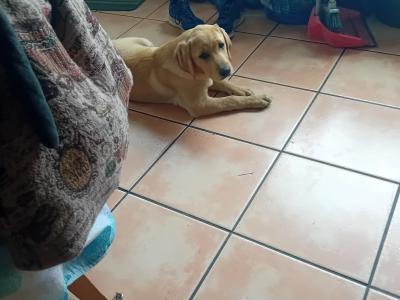 IKC Registered Labrador puppy.
