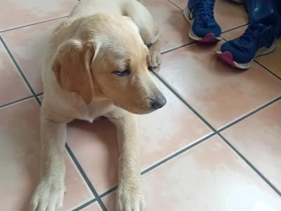 IKC Registered Labrador puppy.