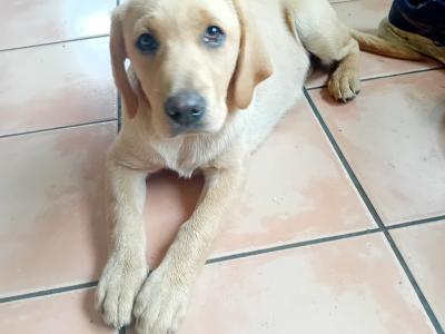 IKC Registered Labrador puppy.