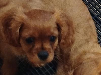 Cavalier King Charles Spaniel puppies in Cavan