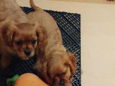 Cavalier King Charles Spaniel puppies