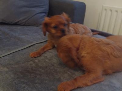 Cavalier King Charles Spaniel puppies