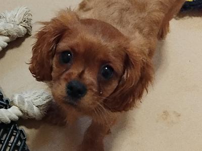 Cavalier King Charles Spaniel puppies in Cavan