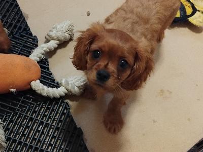 Cavalier King Charles Spaniel puppies