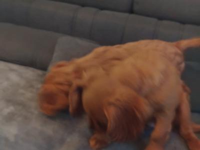 Cavalier King Charles Spaniel puppies