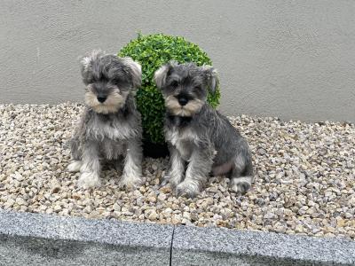 IKC Registered miniature Schnauzer puppies in Laois