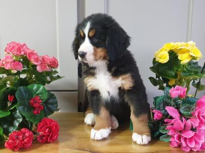 Vet checked, Child Friendly Bernese Mountain Dog puppies