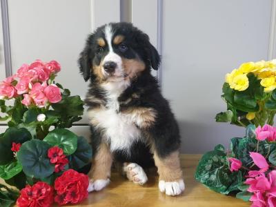 Vet checked, Child Friendly Bernese Mountain Dog puppies