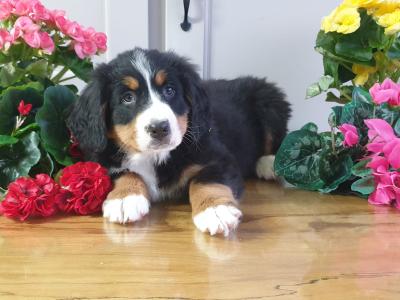 Vet checked, Child Friendly Bernese Mountain Dog puppies