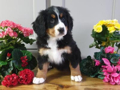 Vet checked, Child Friendly Bernese Mountain Dog puppies