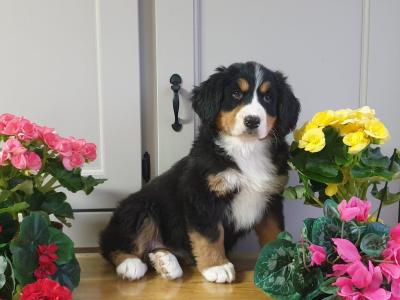 Vet checked, Child Friendly Bernese Mountain Dog puppies