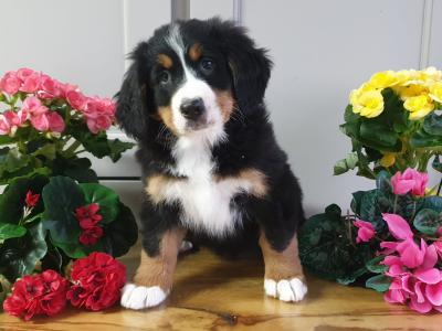Vet checked, Child Friendly Bernese Mountain Dog puppies