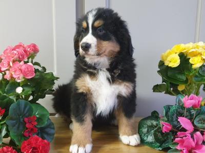 Vet checked, Child Friendly Bernese Mountain Dog puppies