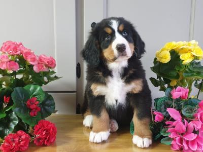 Vet checked, Child Friendly Bernese Mountain Dog puppies